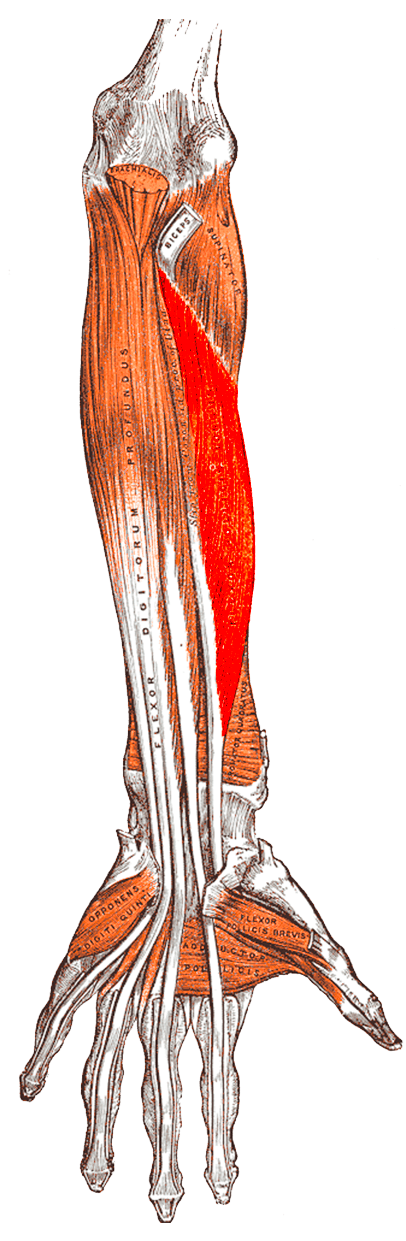 Anterior view of the right forearm with flexor pollicis longus highlighted deep in the flexor compartment.