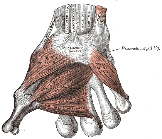 Palmar anatomical dissection showing the long flexor tendons passing under the transverse carpal ligament with the thenar and adductor muscles.