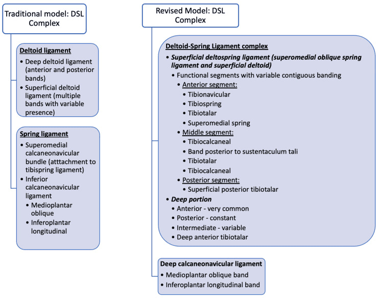 Traditional and revised models of the deltoid-spring ligament complex