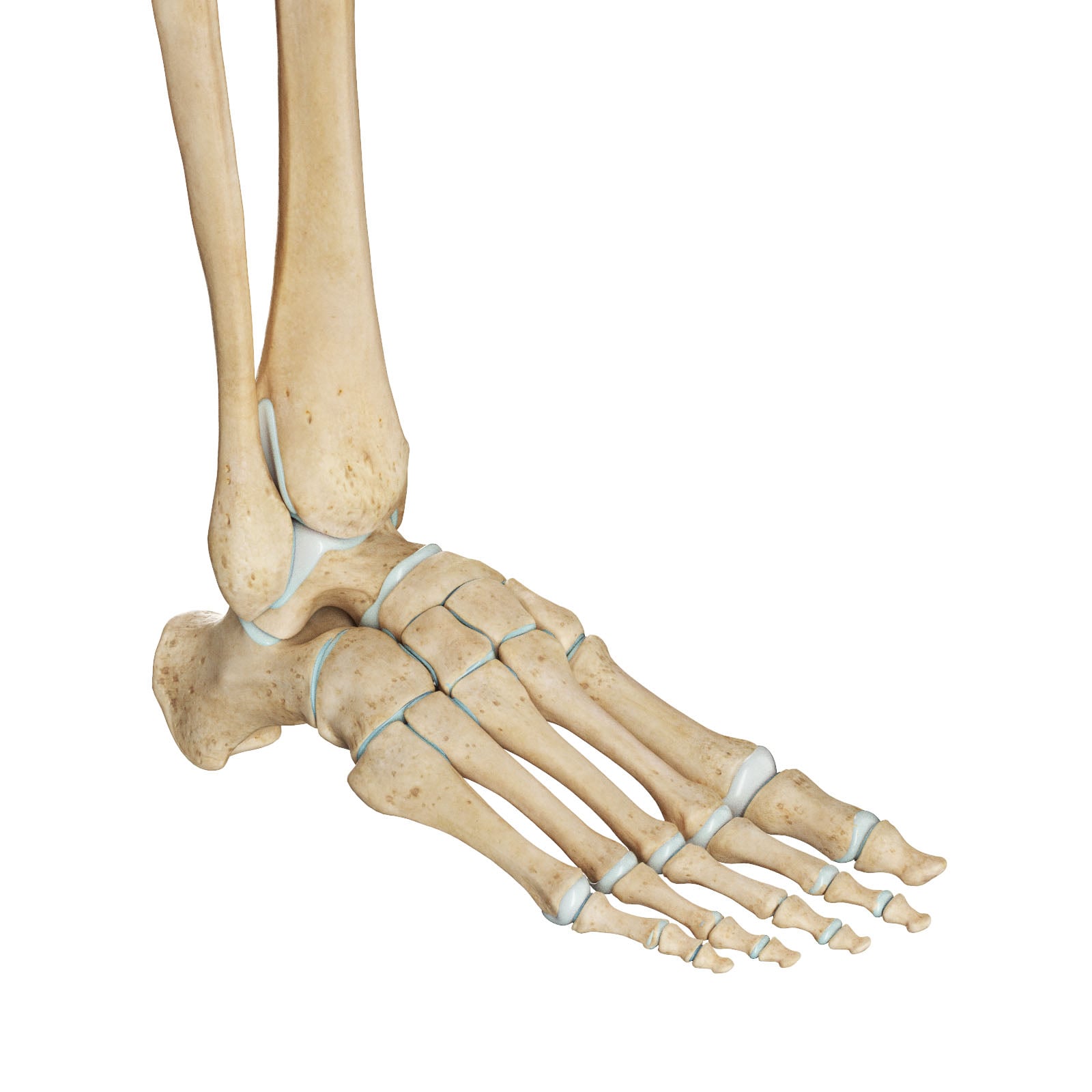 Lateral view of the bones of the right foot showing the talus, calcaneus, navicular, cuboid, cuneiforms, metatarsals and phalanges