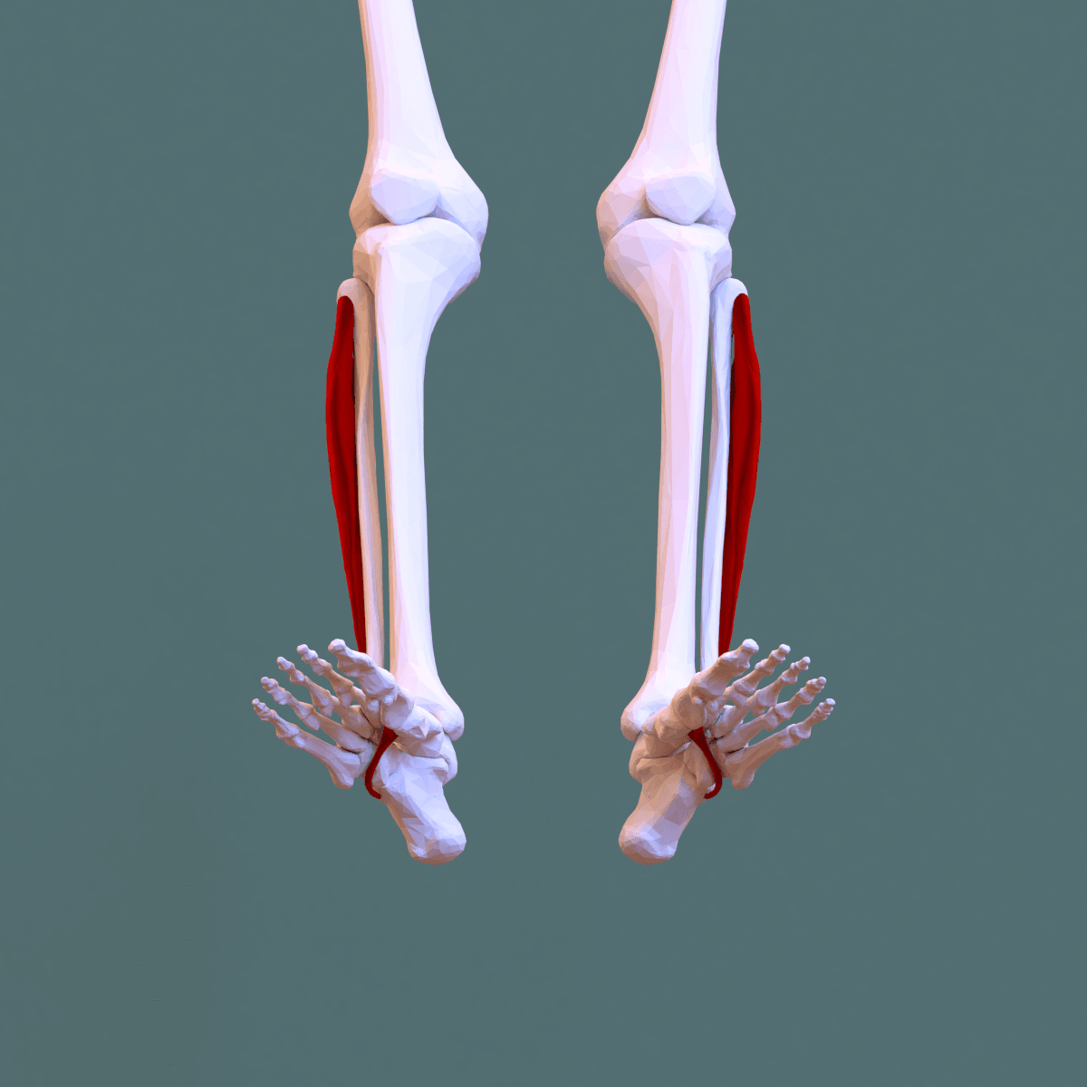 Inferior view of peroneus longus crossing the sole to the first ray