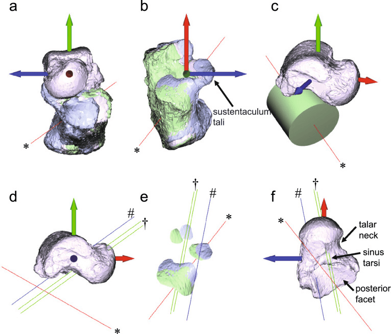 Three-dimensional model of the subtalar helical and cylindrical axes