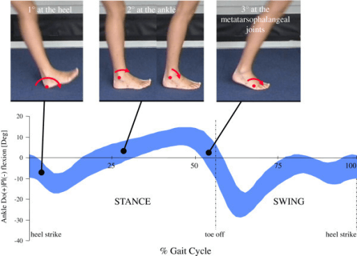Heel, ankle and forefoot rockers during stance