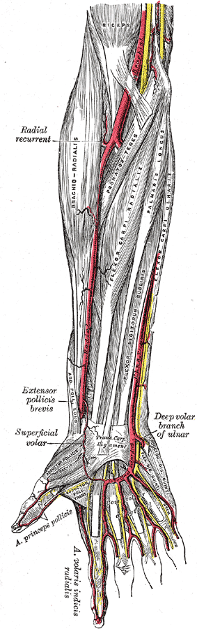 Gray's Anatomy illustration of the right forearm and hand vascular anatomy showing radial and ulnar arteries with their branches