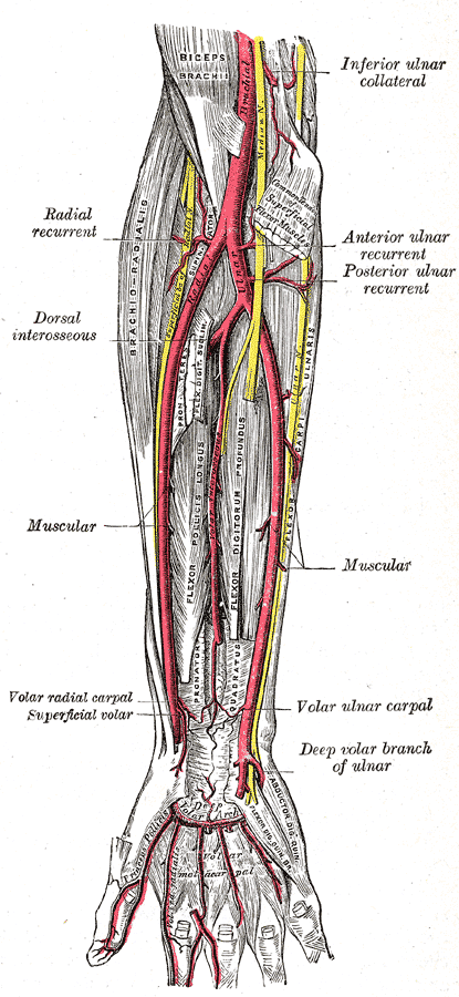 Gray's Anatomy plate of the radial and ulnar arteries of the forearm with their named branches and the palmar arches.