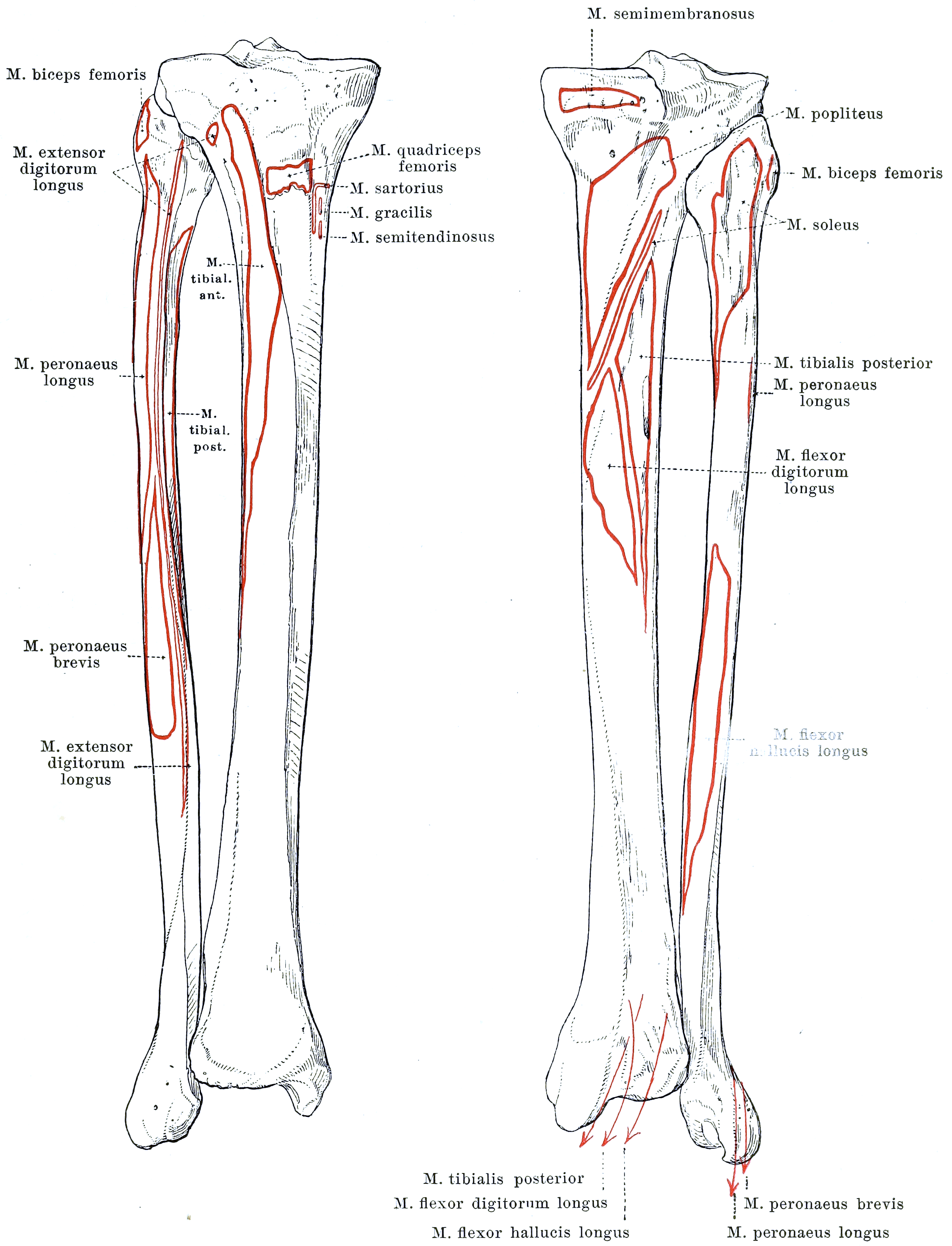 Anatomical plate showing the right tibia and fibula from in front and from behind with muscle attachments coloured.