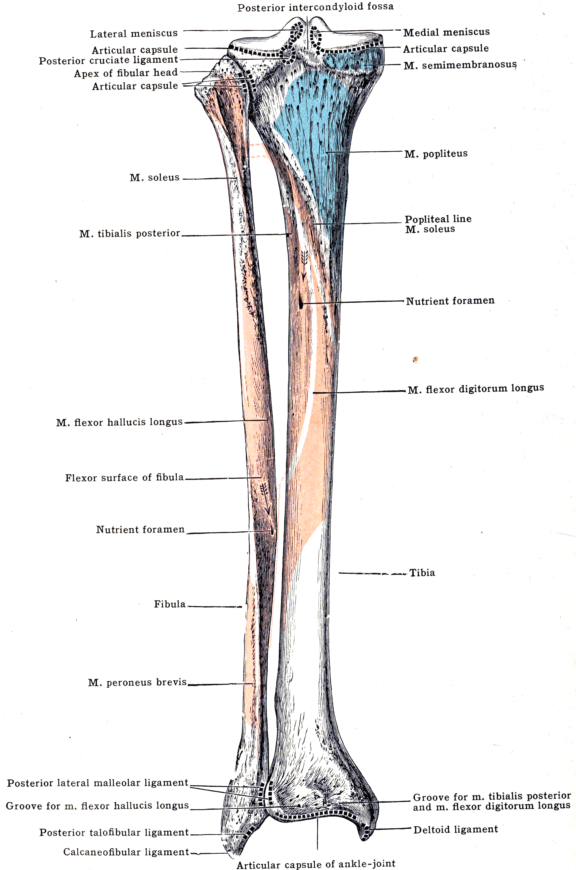 Anatomical plate of the left tibia and fibula from behind, labelling muscle attachments and the nutrient foramen.