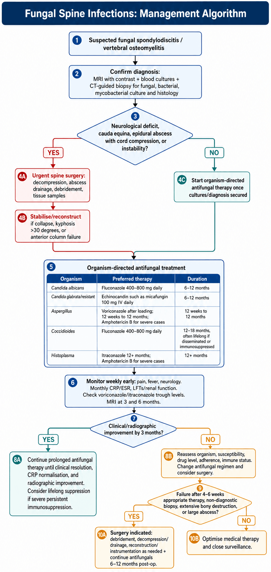 Management algorithm for fungal spine infections: diagnosis, urgent surgery versus organism-directed antifungal therapy, monitoring, and escalation pathway.