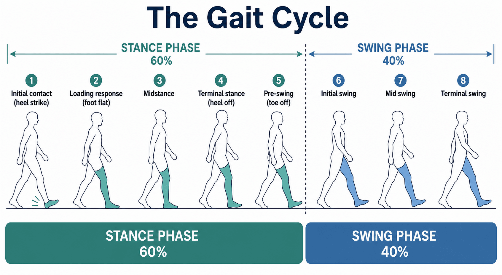 gait cycle phases diagram