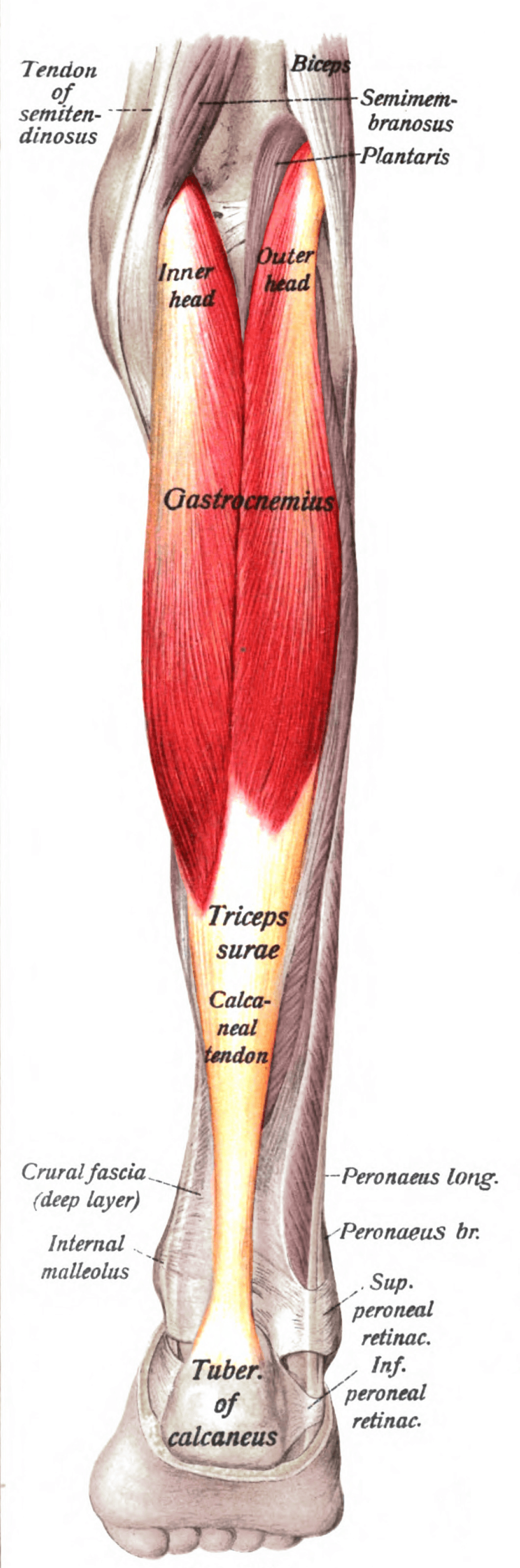 Posterior view of the leg showing the two heads of gastrocnemius forming the calf.