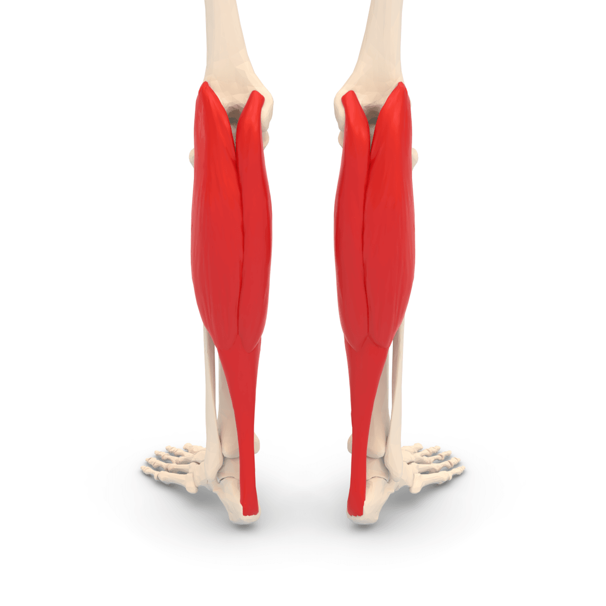 Anatomical illustration of the posterior leg with the gastrocnemius muscle coloured.