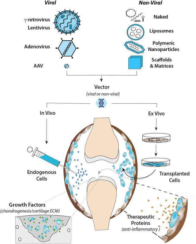 Diagram of intra-articular gene transfer showing viral and non-viral vector systems and in vivo versus ex vivo delivery to a joint