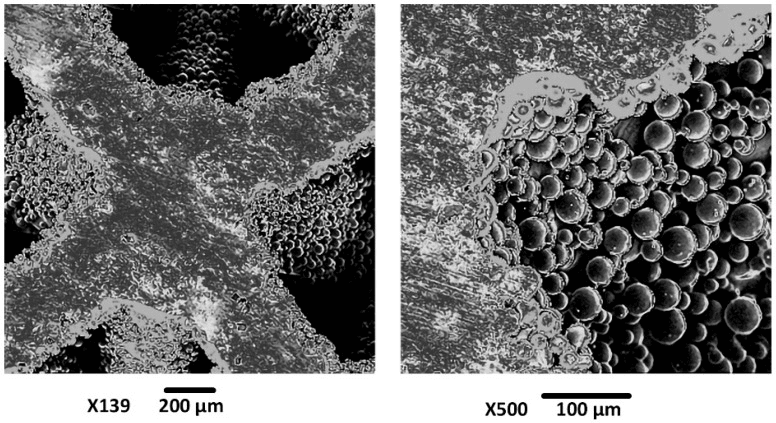 Scanning electron micrograph of a selective-laser-melted porous scaffold showing the octet-truss strut architecture