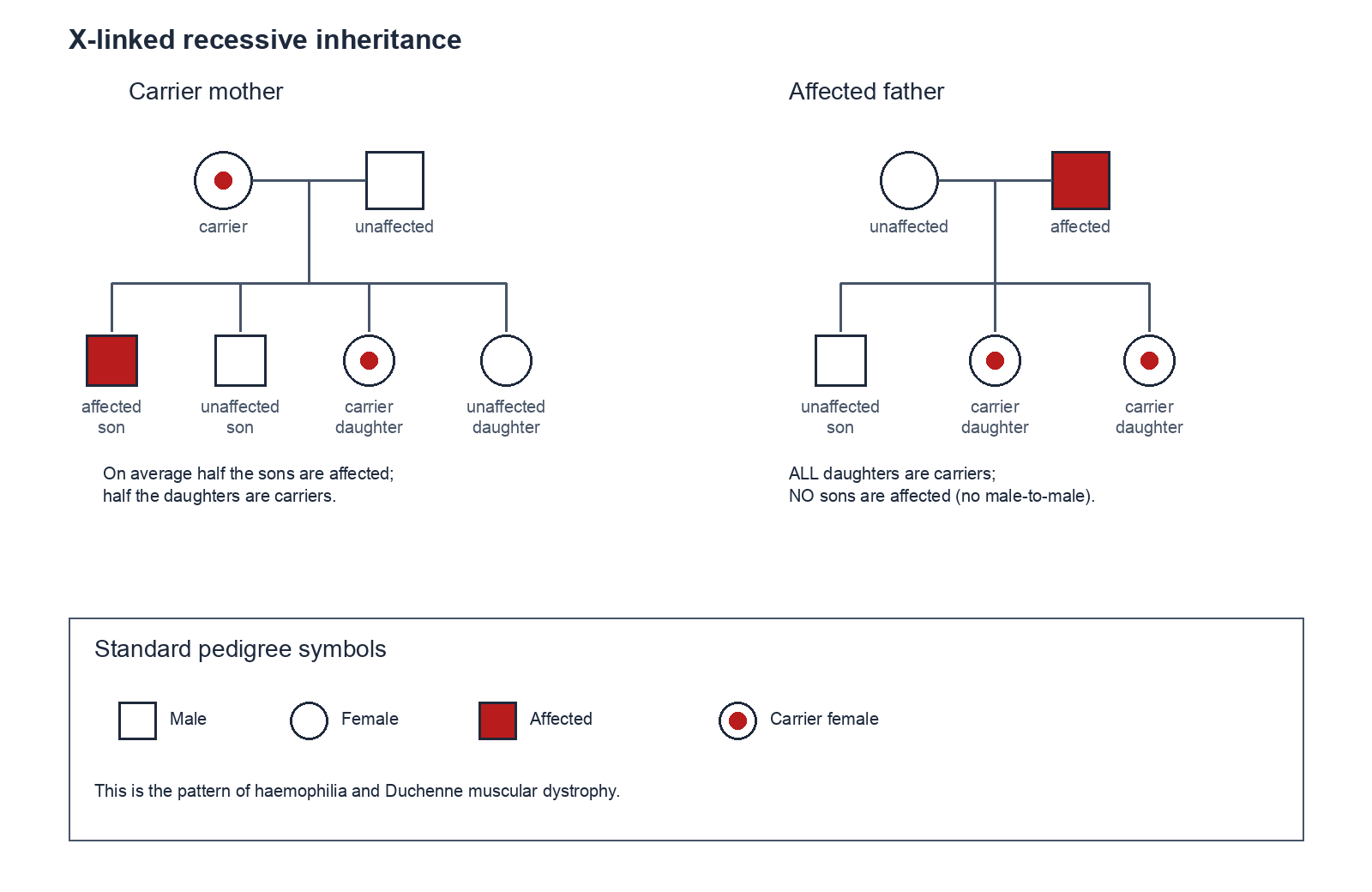 Two-panel X-linked recessive pedigree: carrier mother versus affected father, with standard square and circle symbols