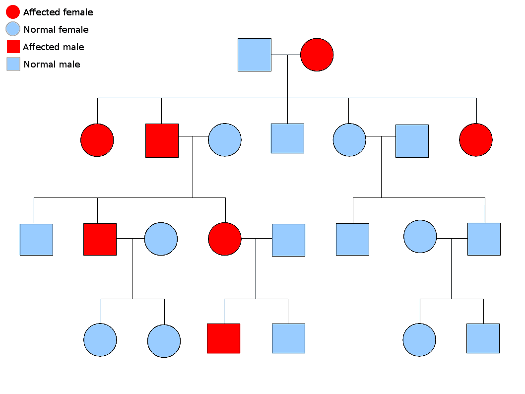Pedigree chart of autosomal dominant inheritance showing affected individuals in every generation in both sexes