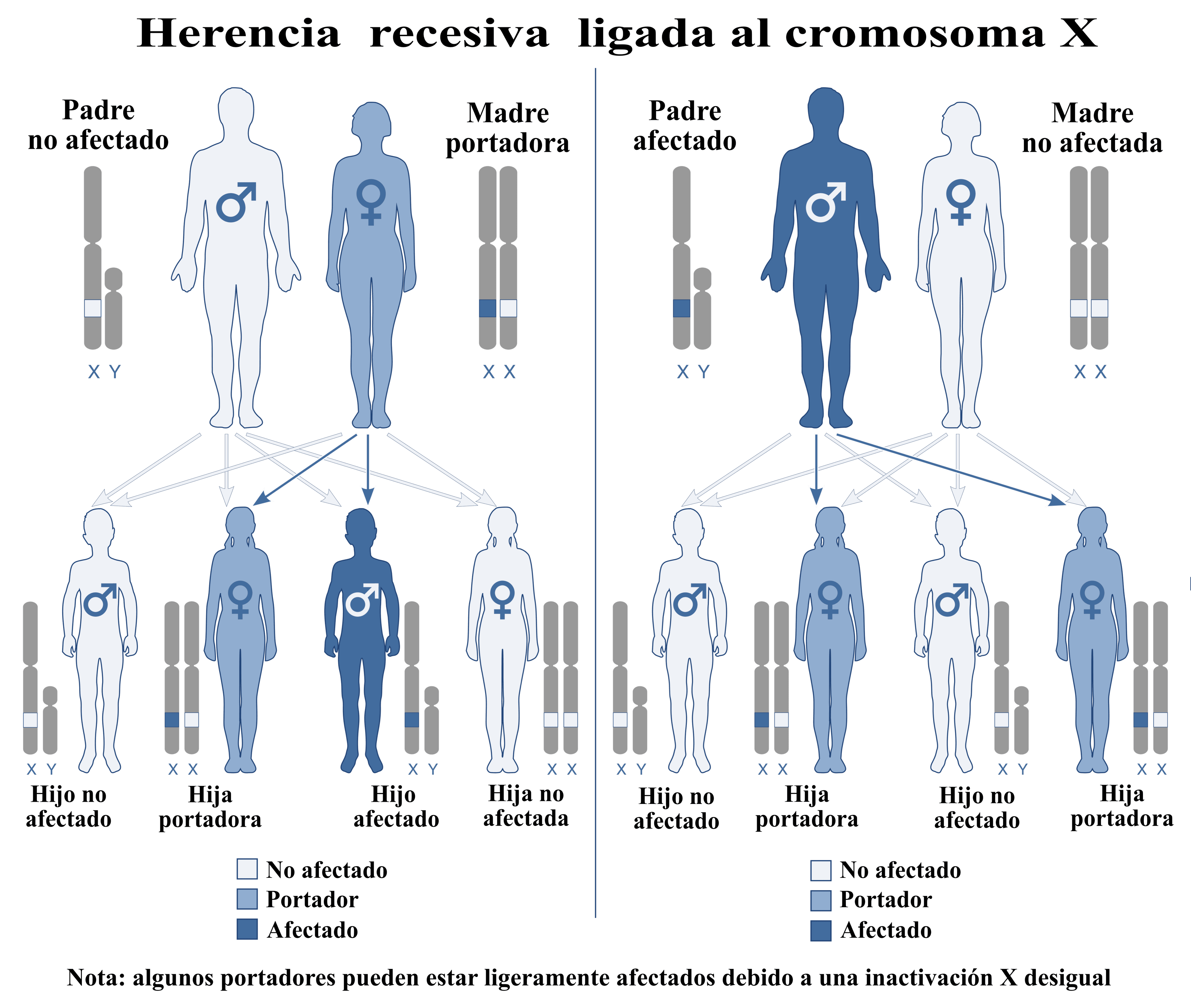 Diagram of X-linked recessive inheritance contrasting a carrier mother and an affected father with the resulting offspring