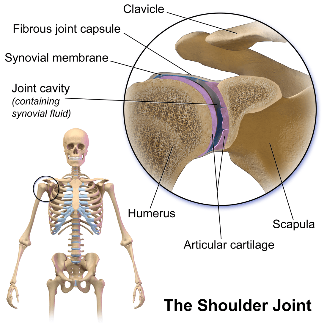 Labelled diagram of the glenohumeral joint showing the fibrous joint capsule, synovial membrane, humeral head, glenoid and articular cartilage