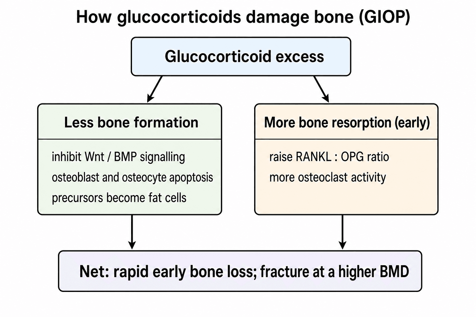 Flowchart: glucocorticoid excess suppresses bone formation (Wnt/BMP, osteoblast apoptosis) and raises early resorption (RANKL:OPG), causing rapid early bone loss.