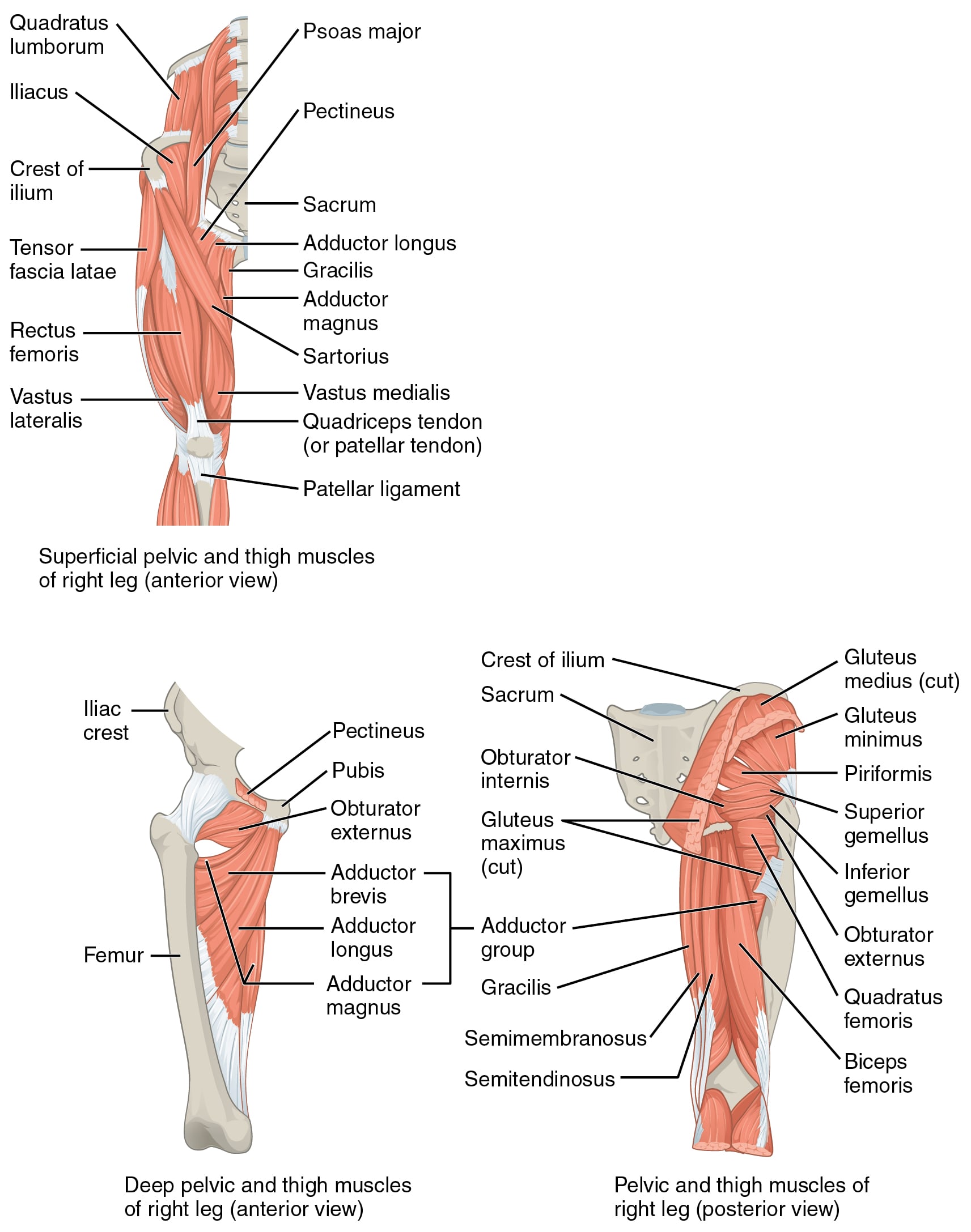 Labelled illustration of the pelvic and thigh muscles. The posterior view (lower right) shows the gluteus medius (here reflected/cut) overlying the gluteus minimus, with the piriformis and the short external rotators (gemelli, obturators, quadratus femoris) below.