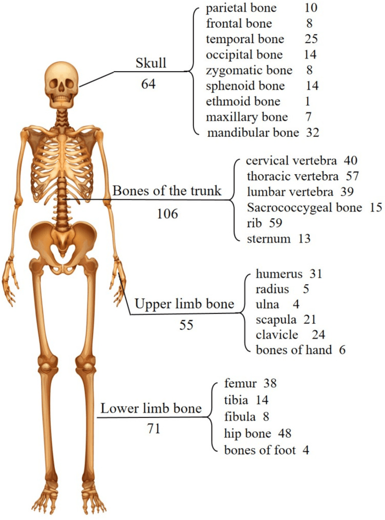 Skeleton map showing the reported distribution of bony involvement in Gorham-Stout disease