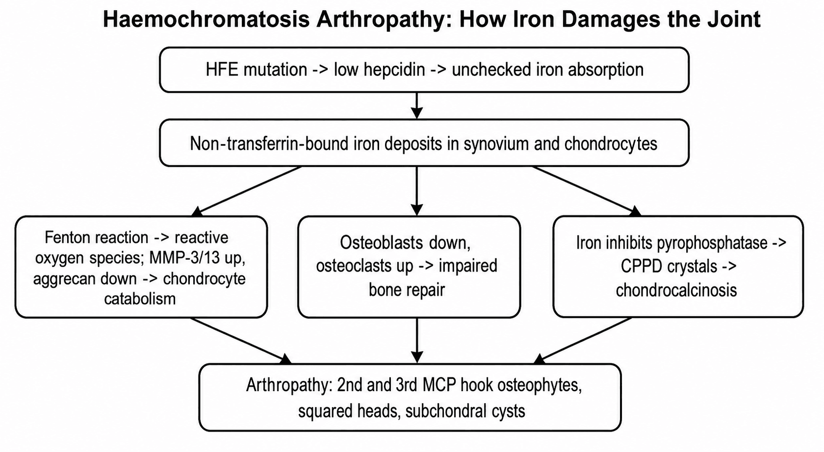 Flow diagram: HFE mutation lowers hepcidin causing iron overload; non-transferrin-bound iron deposits in joint tissue and damages it via reactive oxygen species, disordered bone remodelling, and calcium pyrophosphate deposition, producing the metacarpophalangeal arthropathy.