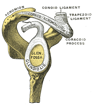 Gray anatomical plate of the glenoid fossa (lateral view) showing the glenoid ligament, coraco-acromial and coracoclavicular ligaments.