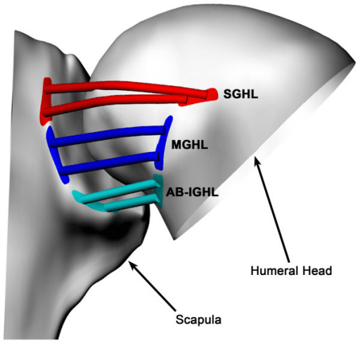 Shoulder model labelling the superior, middle and anterior-band inferior glenohumeral ligament insertion areas.