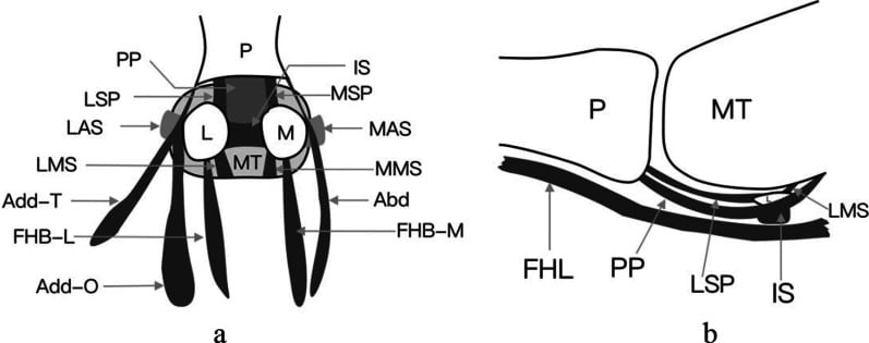 Two-panel diagram of the first MTP joint capsuloligamentous and sesamoid complex: a schematic around the metatarsal head (a) and a sagittal view (b)
