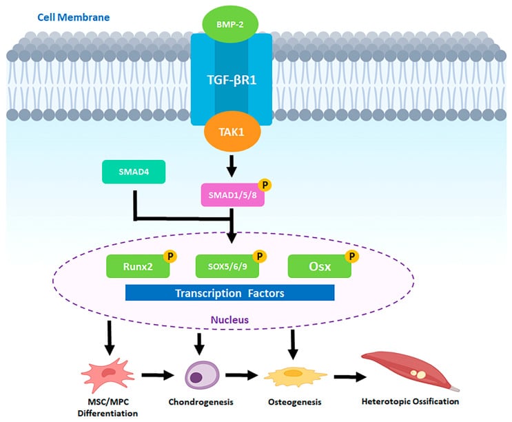 Schematic of BMP-2 TGF-beta receptor and SMAD signalling leading to heterotopic ossification.