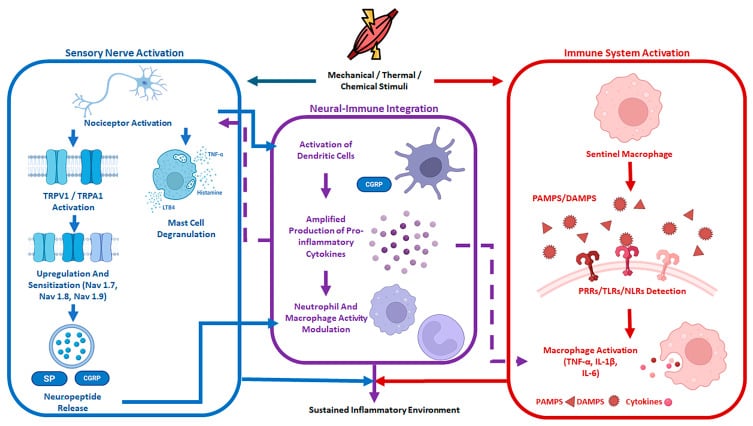 Schematic showing neural and immune activation sustaining inflammation in traumatic heterotopic ossification.