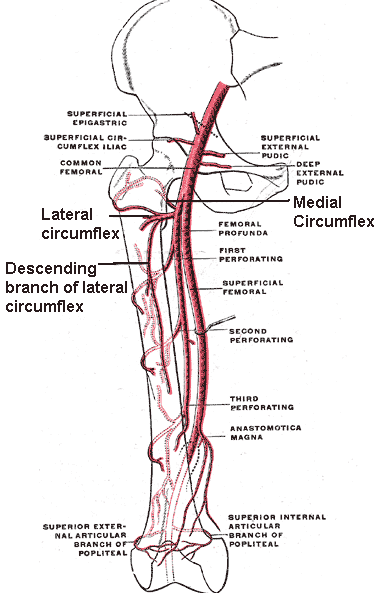 Anatomical plate of the femoral artery and profunda femoris with the medial and lateral circumflex femoral arteries labelled.