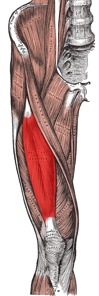 Anterior thigh anatomical plate with the rectus femoris shaded red, running down the thigh between vastus lateralis and vastus medialis to the quadriceps tendon and patella