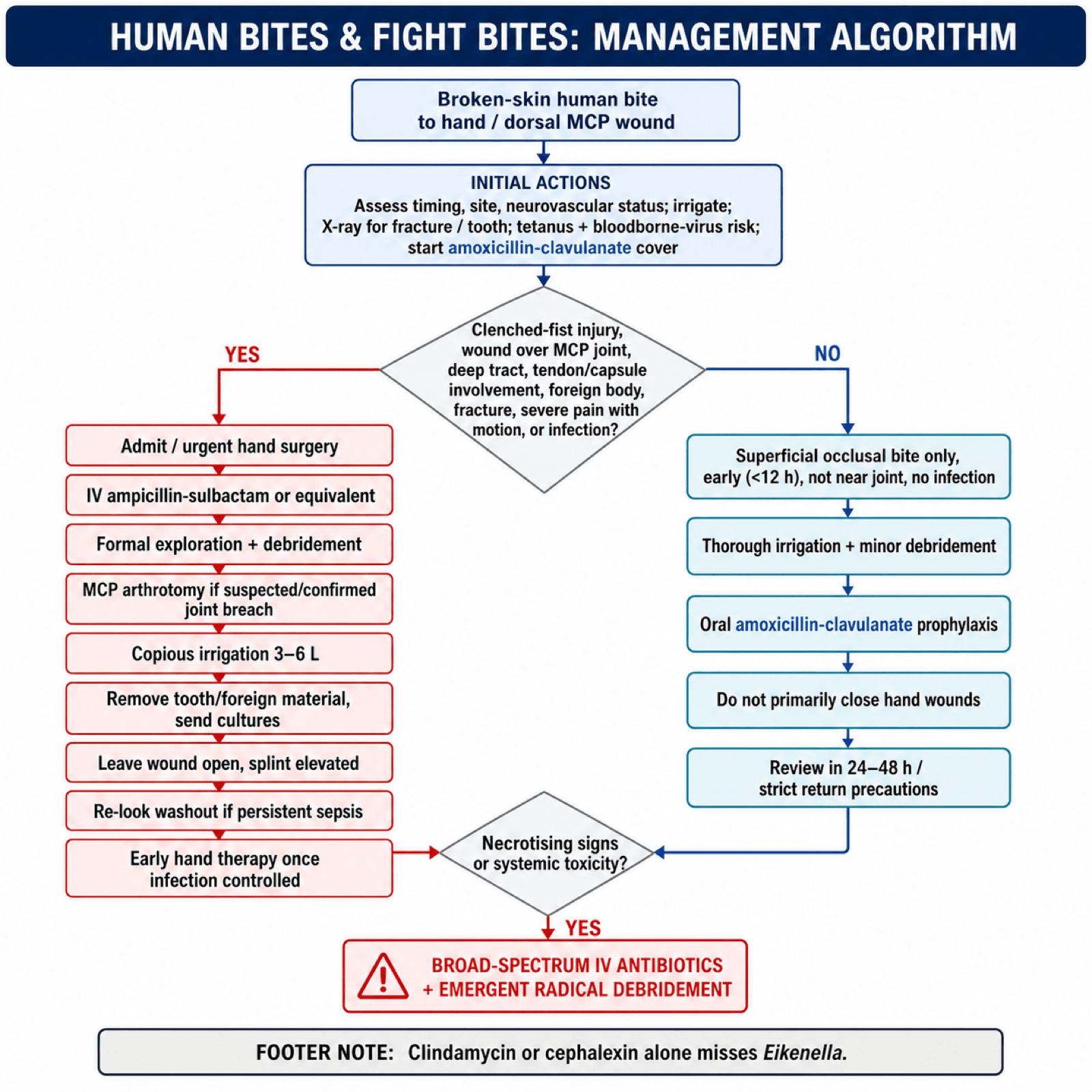 Human Bite Fight Bite Management Algorithm