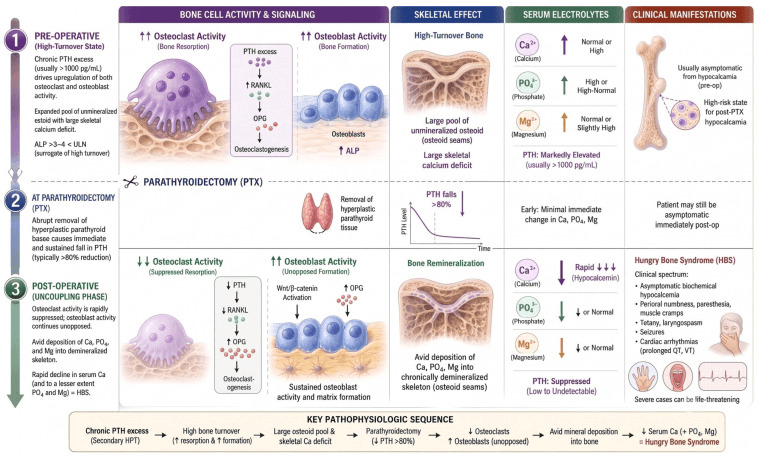 Diagram showing abrupt skeletal calcium uptake and hungry bone syndrome after parathyroidectomy