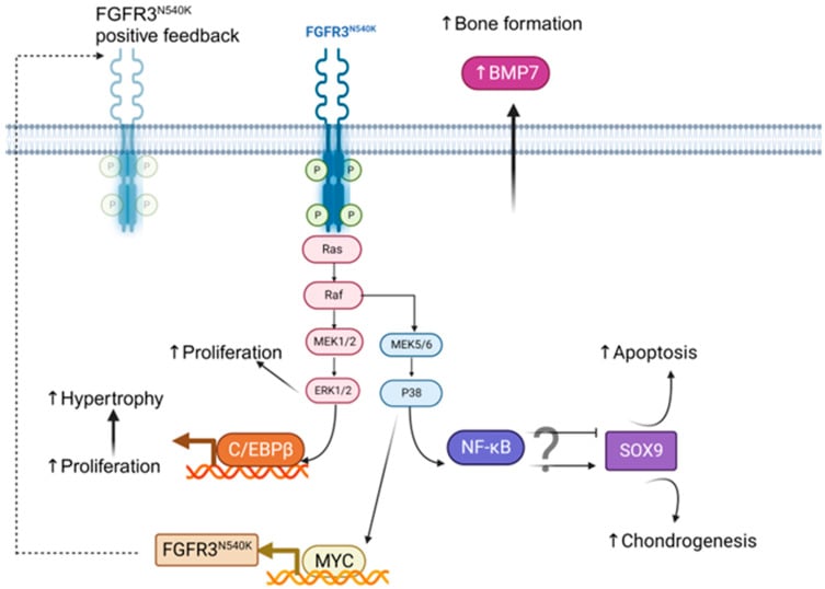 Proposed FGFR3 N540K signalling mechanism in periosteum-derived cells