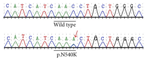 Wild-type and heterozygous FGFR3 N540K electropherograms