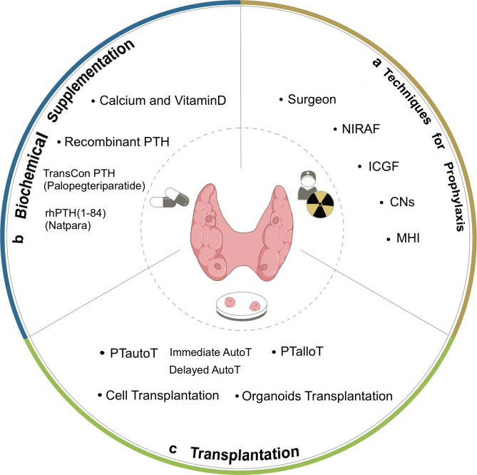 Three-segment diagram of options for post-thyroidectomy hypoparathyroidism: (a) techniques for prophylaxis, (b) biochemical supplementation, (c) transplantation