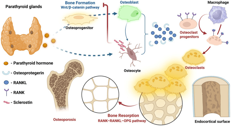 Diagram of PTH acting on osteoprogenitors, osteoblasts and osteocytes, with RANKL, osteoprotegerin, RANK and sclerostin controlling osteoclast maturation and bone resorption