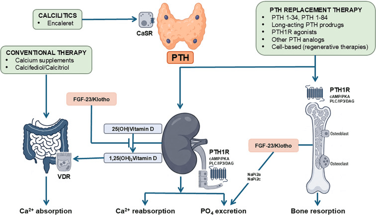 Diagram of PTH signalling through PTH1R in kidney and bone and calcitriol action in the gut, with boxes marking where conventional therapy, PTH replacement therapy and calcilytics act