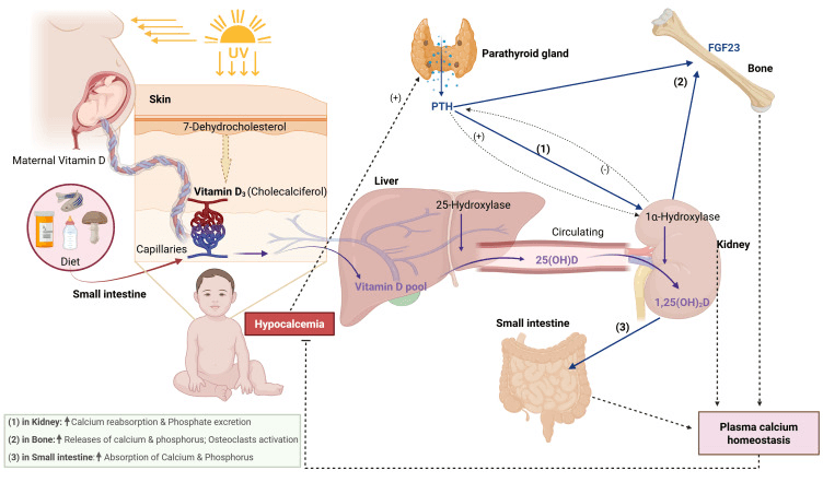Diagram of vitamin D metabolism from skin and diet through liver 25-hydroxylation and renal 1-alpha hydroxylation, with PTH stimulating the renal step and acting on kidney, bone and small intestine
