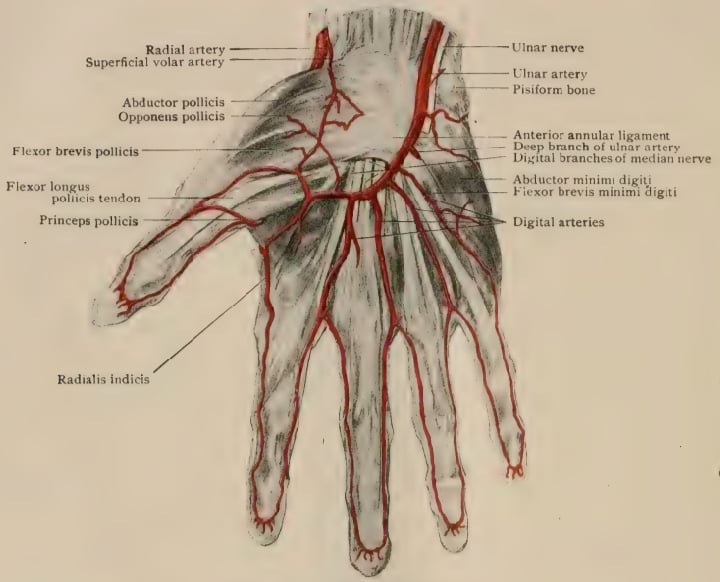Anatomical plate of the palmar arterial supply of the hand showing the ulnar and radial arteries, superficial palmar arch and digital arteries