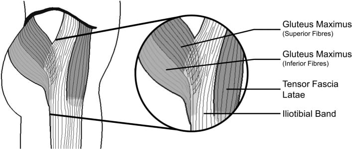 Hip diagram with a magnified inset showing the superior and inferior fibres of gluteus maximus and tensor fascia latae entering the iliotibial band
