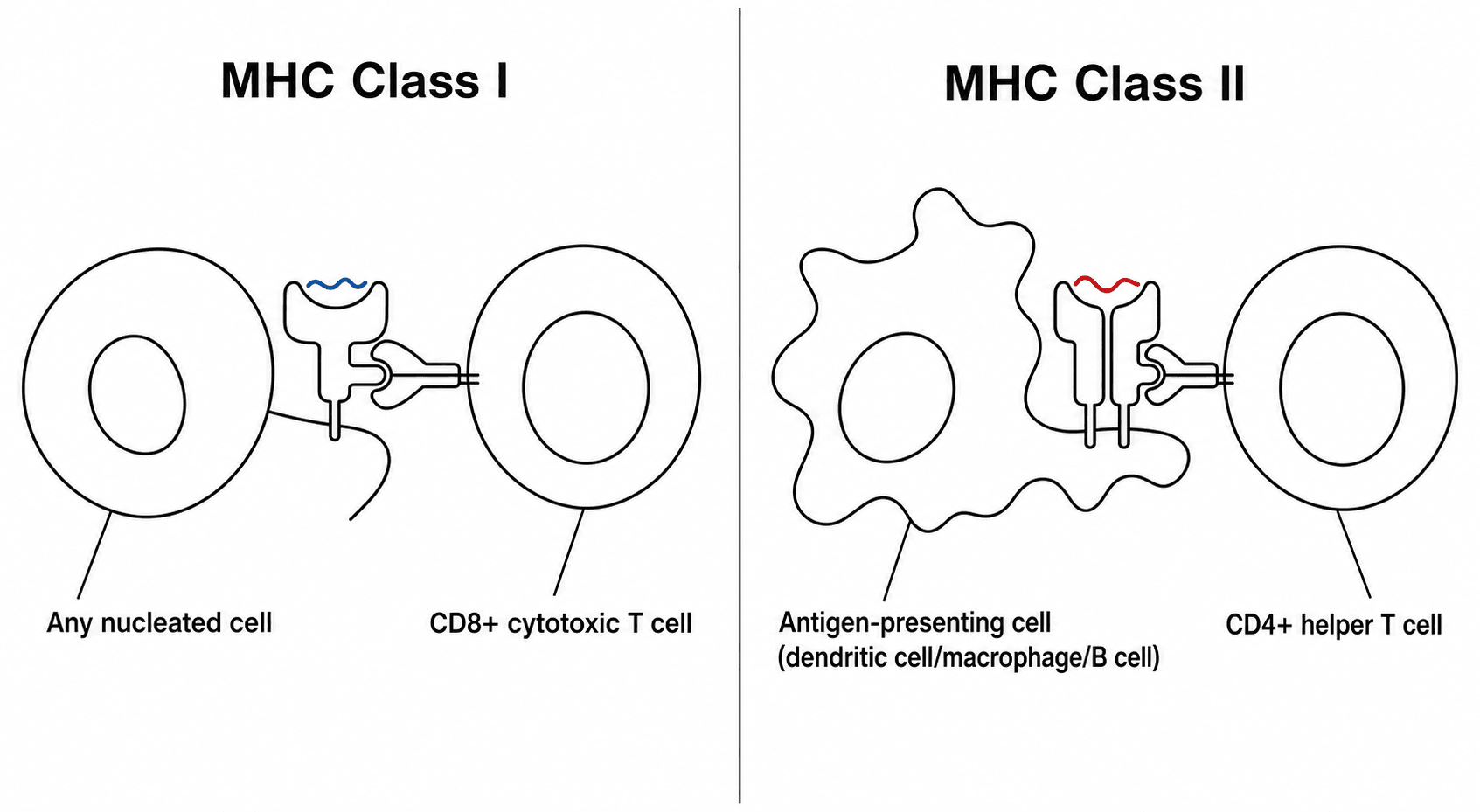 Two-panel diagram of MHC class I on a nucleated cell presenting to a CD8 T cell, and MHC class II on an antigen-presenting cell presenting to a CD4 T cell