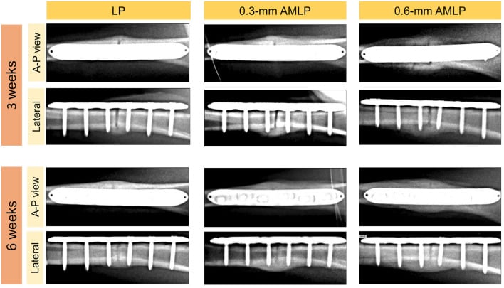 Serial ovine tibial radiographs comparing conventional locked plating with 0.3-millimetre and 0.6-millimetre axial-micromotion plate constructs.