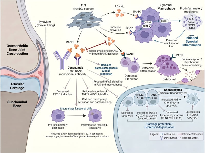 Denosumab blocks RANKL-mediated osteoimmune signalling