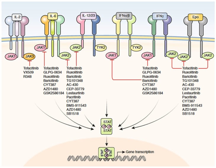 JAK–STAT cytokine receptors and inhibitor targets