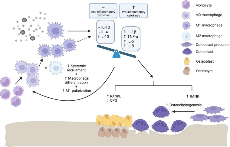 Periprosthetic inflammatory cytokines drive bone resorption