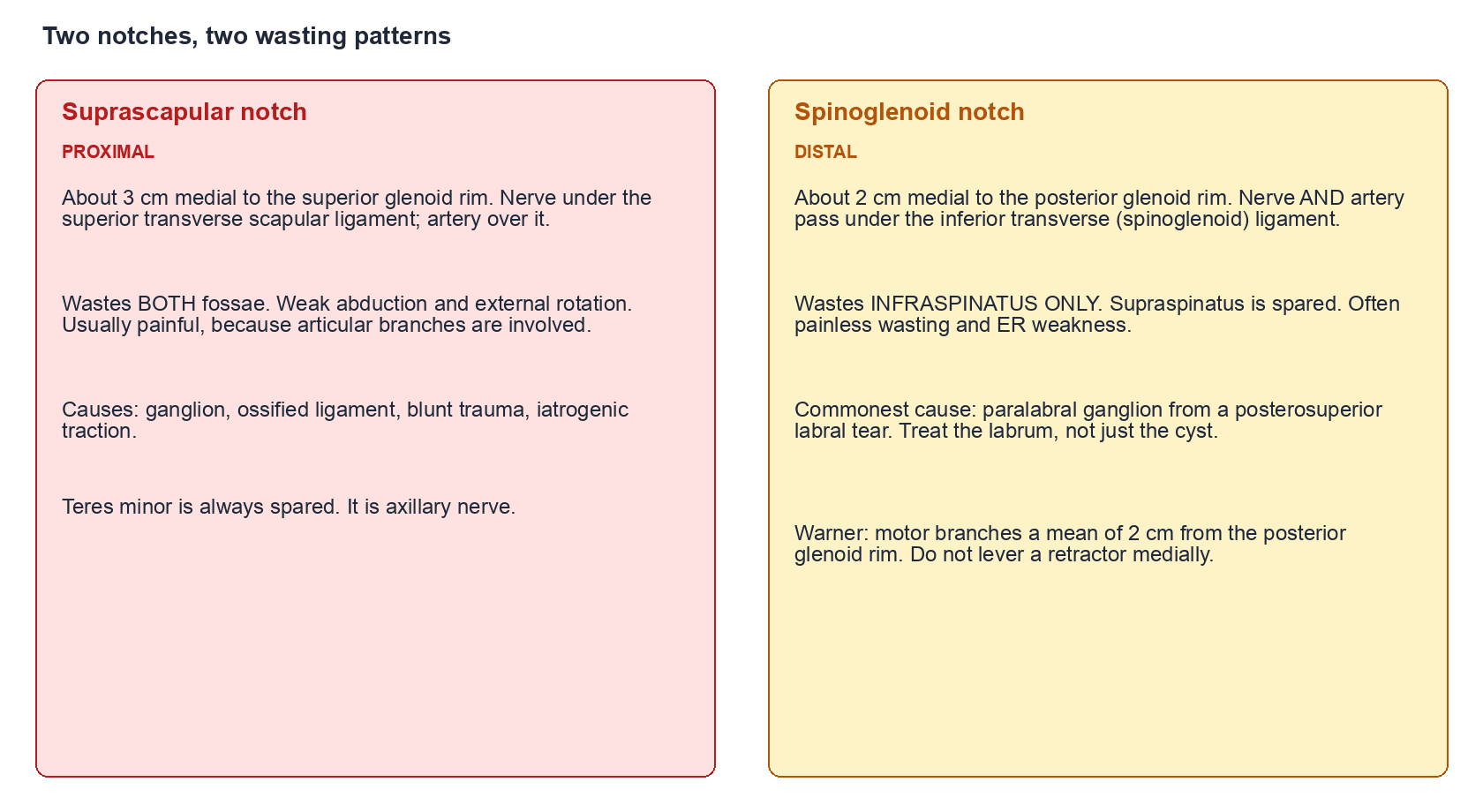 Two-panel comparison of the proximal suprascapular notch, which wastes both fossae, and the distal spinoglenoid notch, which wastes infraspinatus only
