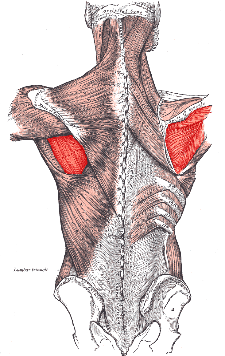 Posterior trunk dissection illustrating the muscles connecting the upper limb to the vertebral column, with infraspinatus visible on the scapula.