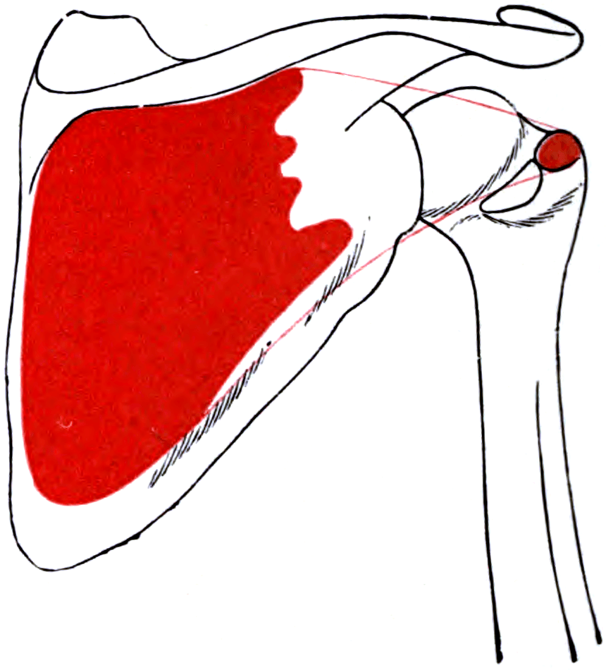 Outline of the right scapula and humerus with the origin and insertion areas of infraspinatus shaded.